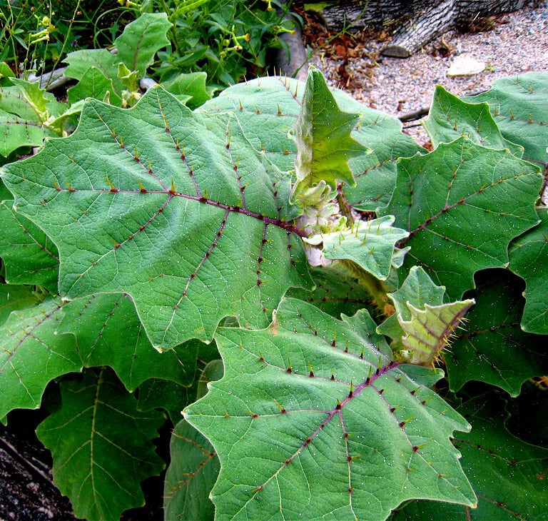 Close-up of green naranjilla plant leaves with spiky edges