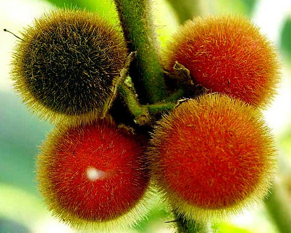 Close-up of spiky red naranjilla orange fruits on a branch with a blurred green background