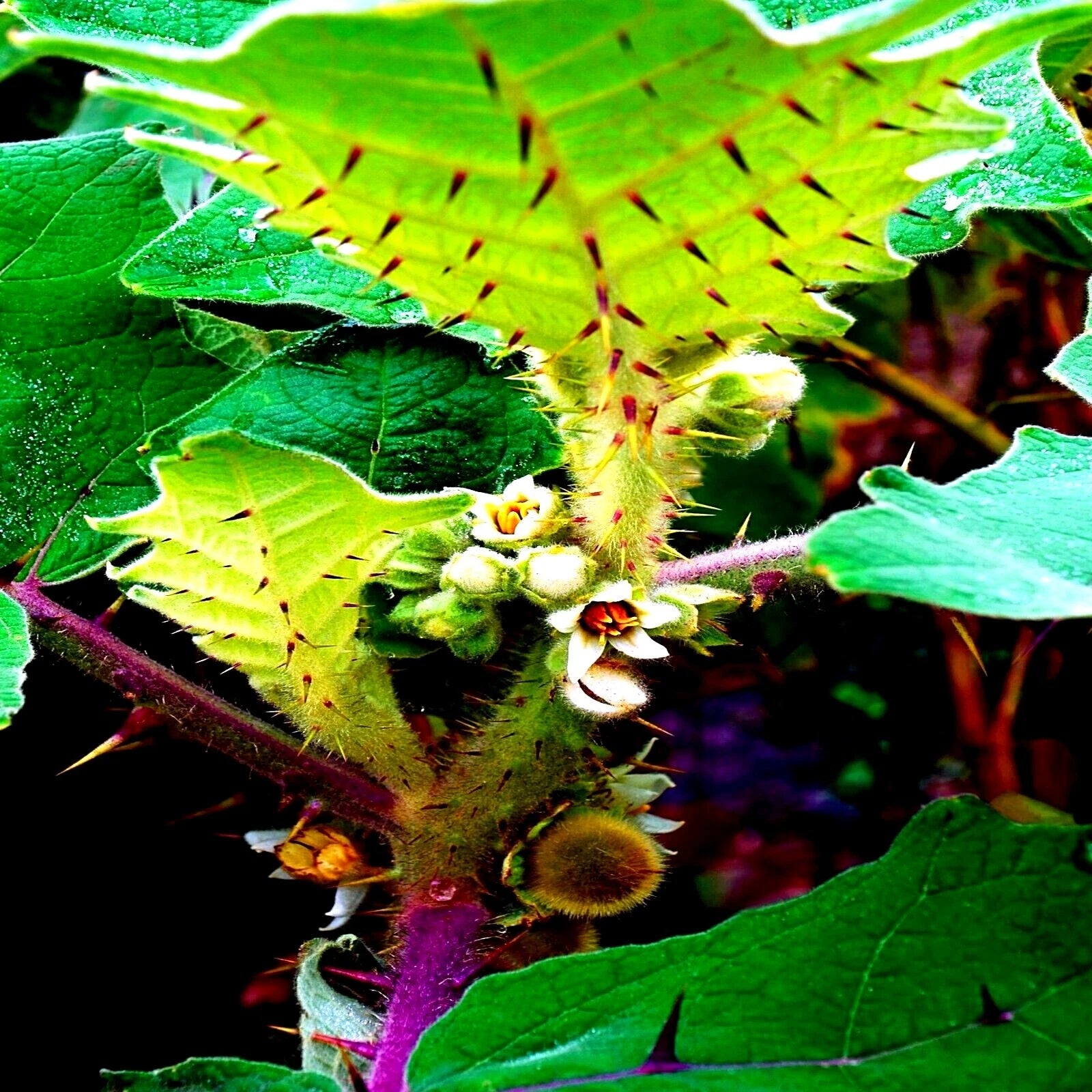 Close-up of thorns on a Naranjilla orange plant