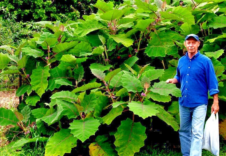 Man standing next to large Naranjilla orange plant in a natural setting