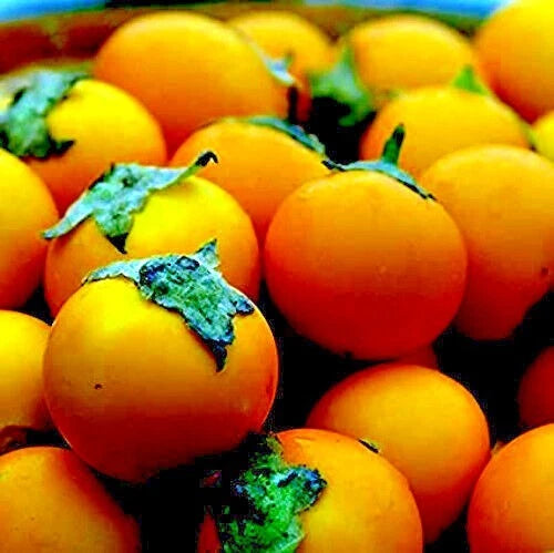 Close-up of naranjilla orange with green stems.