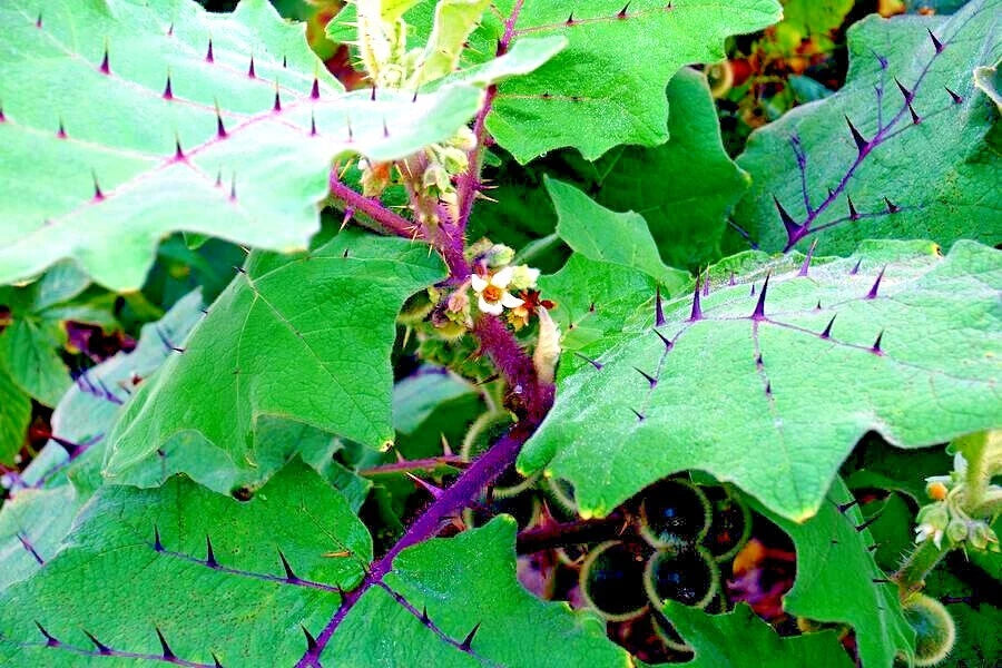 Close-up of a naranjilla plant with green leaves and purple thorns.
