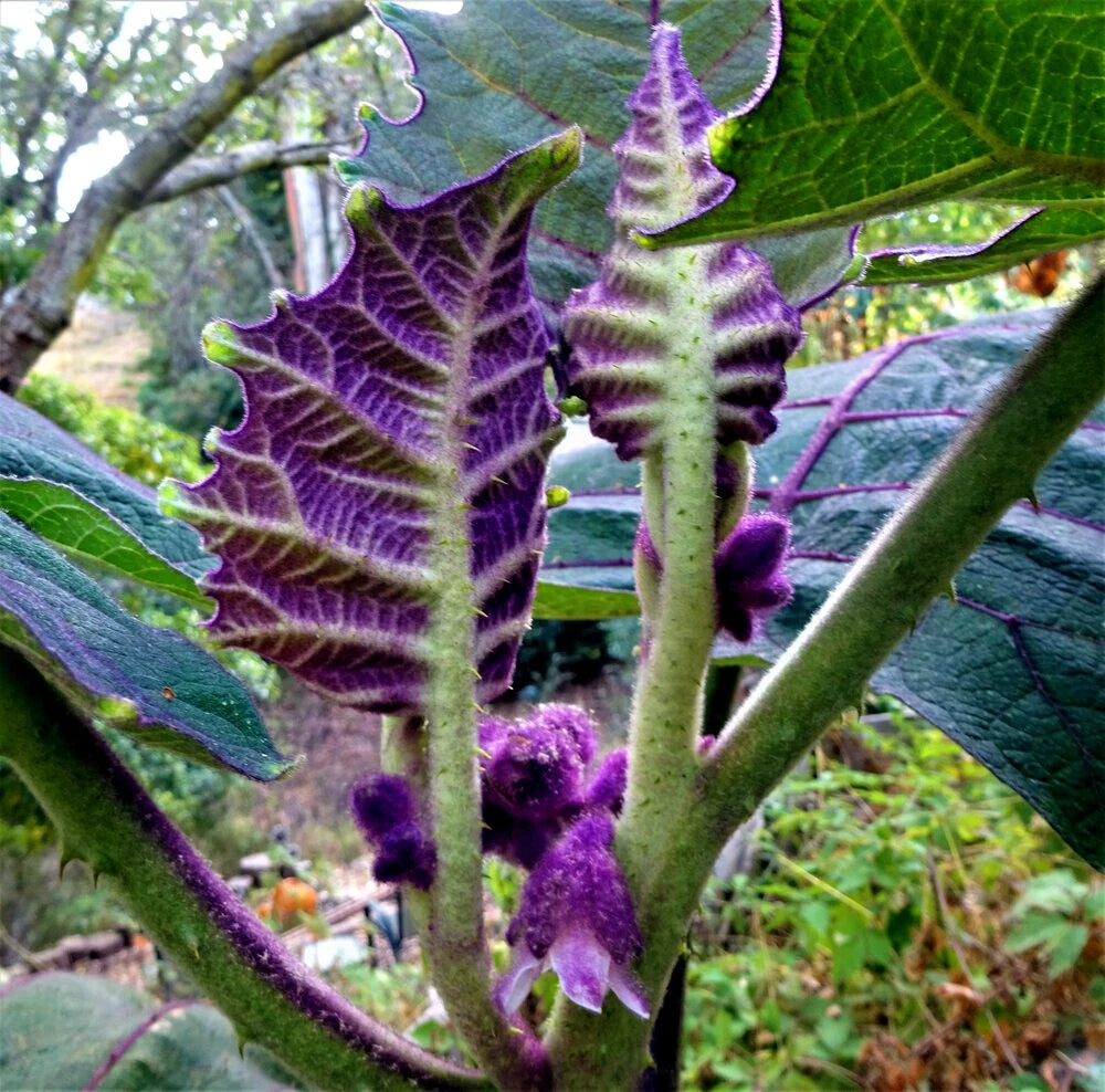 Close-up of a naranjilla plant with purple flowers and green leaves in a natural setting.