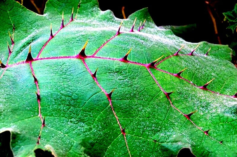 Close-up of a naranjilla green leaf with spiky edges