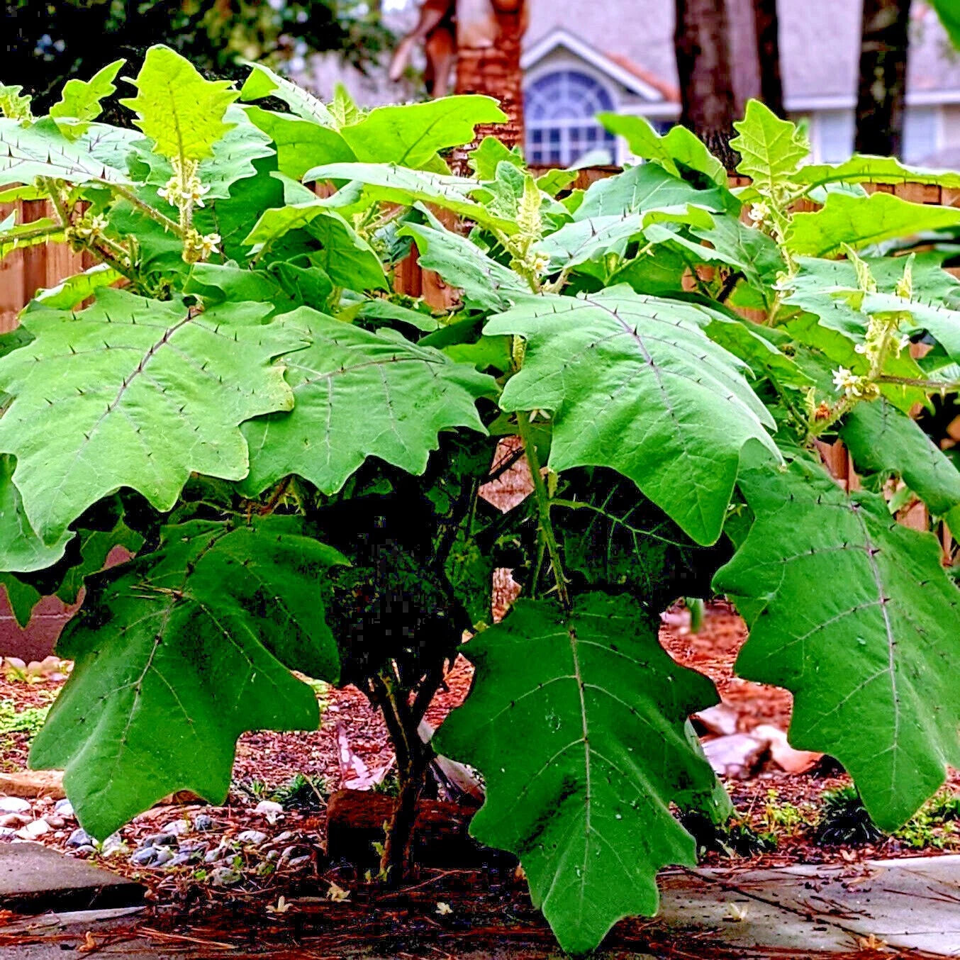 Large green leafy Naranjilla orange plant in a garden setting with a house in the background
