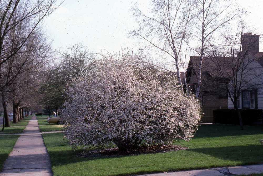 Flowering Chinese Bush Cherry in a suburban yard with a house in the background. Nanking Cherry