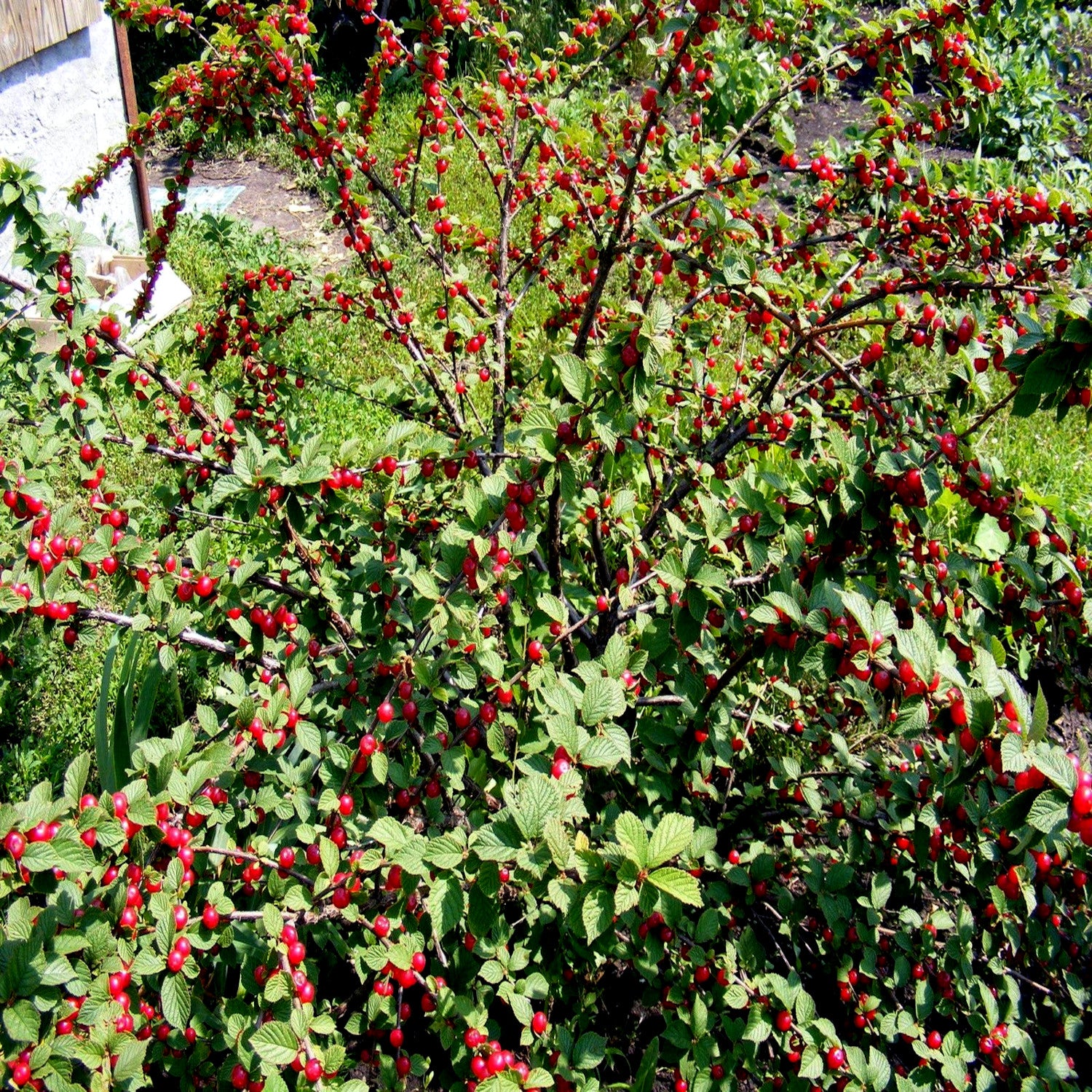 Tree with red Nanking cherries in a garden setting