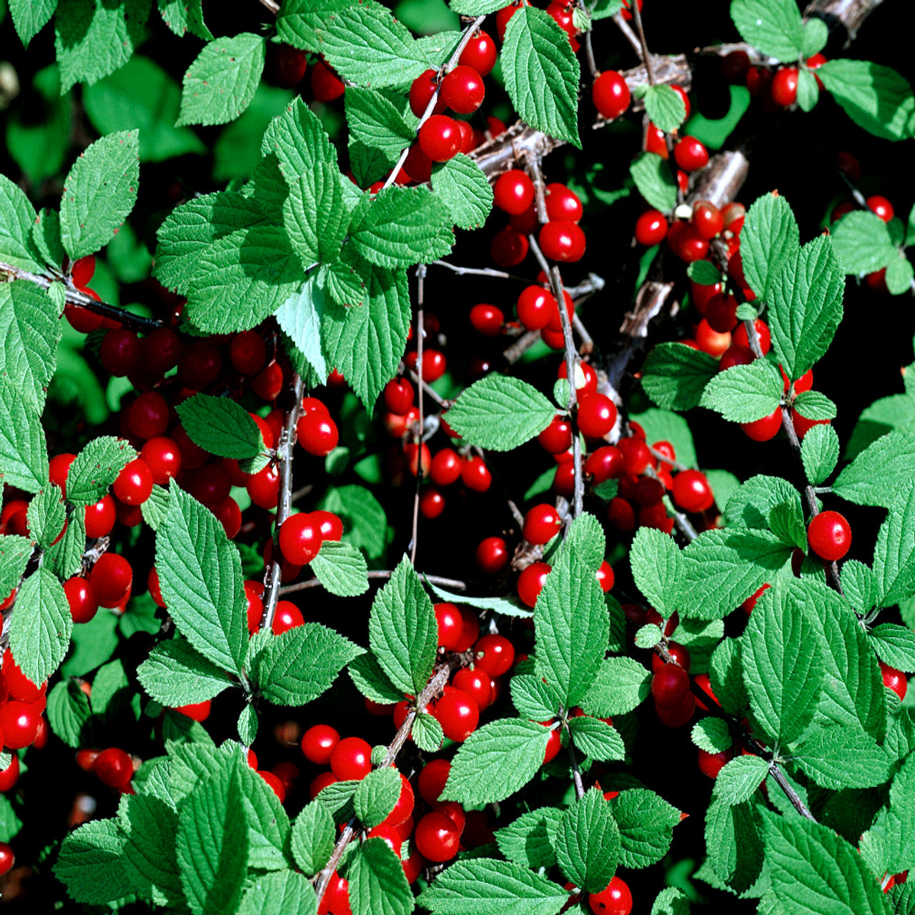 Close-up of red Nanking Cherries and green leaves on a tree branch. (Prunus tomentosa)