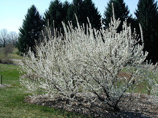 Flowering Nanking Cherry tree shrub in a garden with trees in the background