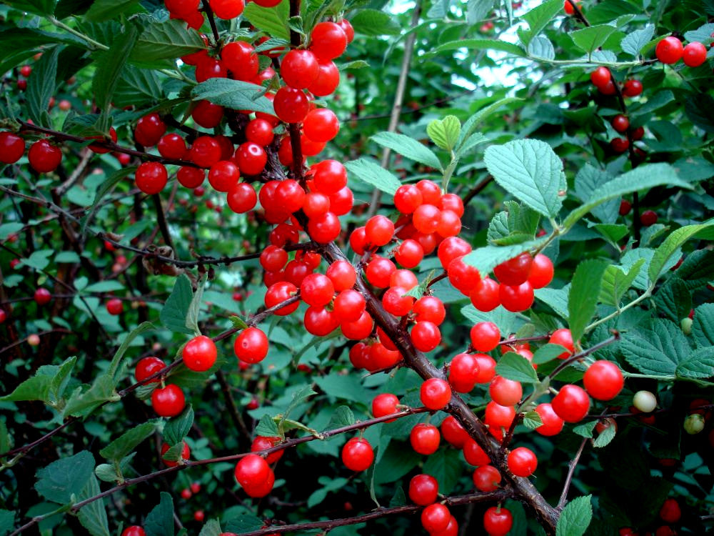 Red Nanking cherries on a tree branch with green leaves