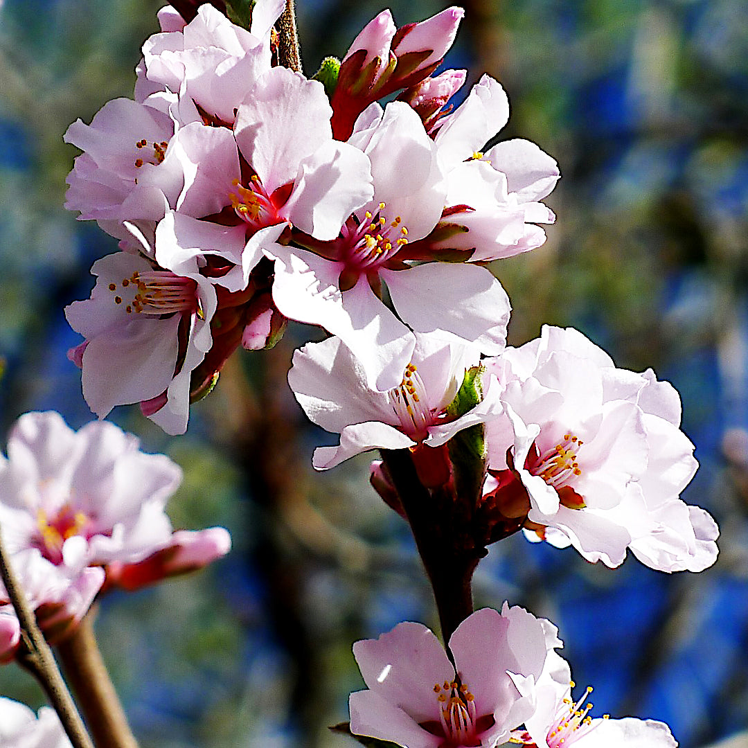 Close-up of pink Nanking cherry blossoms with a blurred natural background. (Prunus tomentosa)