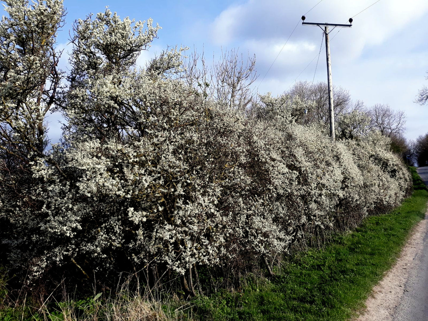 Row of flowering Nanking Cherry bushes along a road with a clear blue sky.