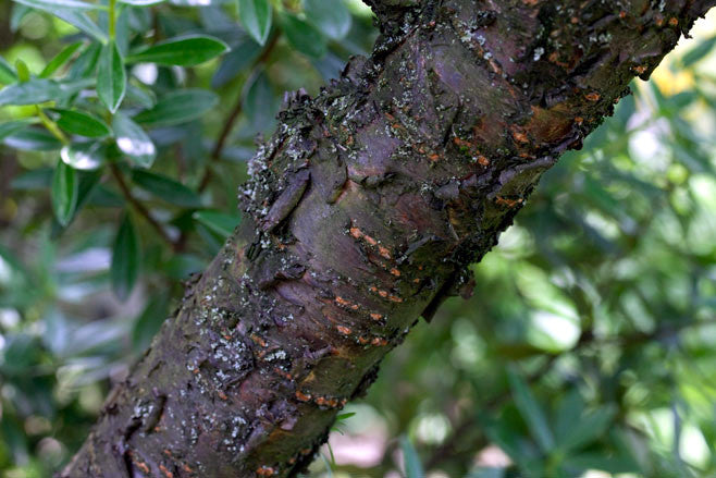Nanking Cherry Tree branch with insects and lichen on a blurred green background