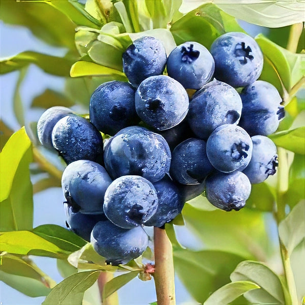 Bunch of blueberries on a branch with green leaves