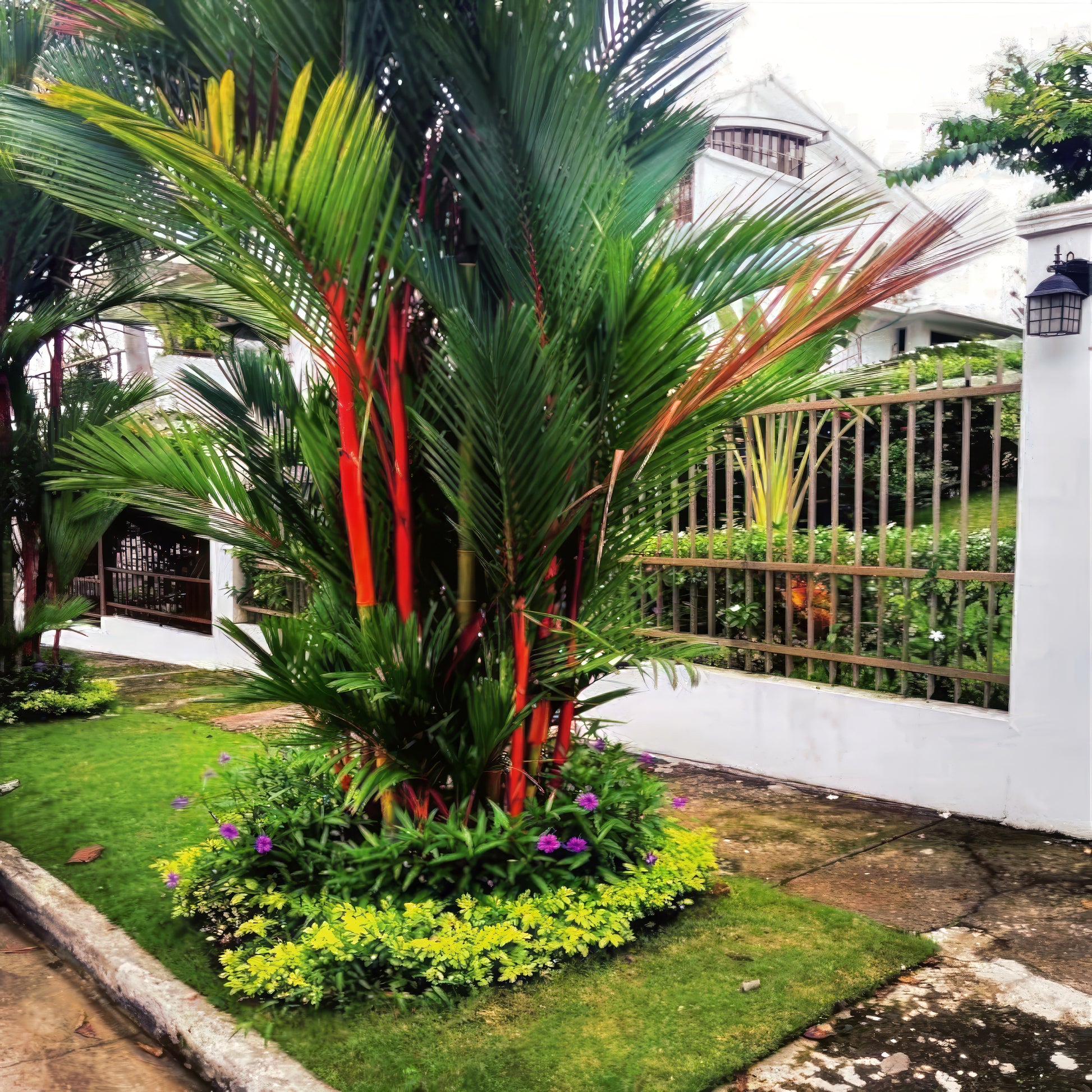 Tropical garden with a large red wax palm tree and colorful leaves in front of a house.