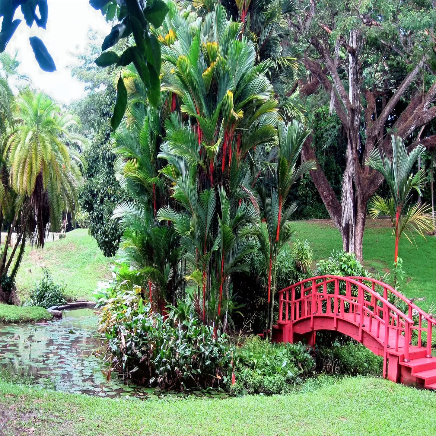 Tropical garden landscaping group of red wax palms beside a red bridge, lush greenery, and a pond.