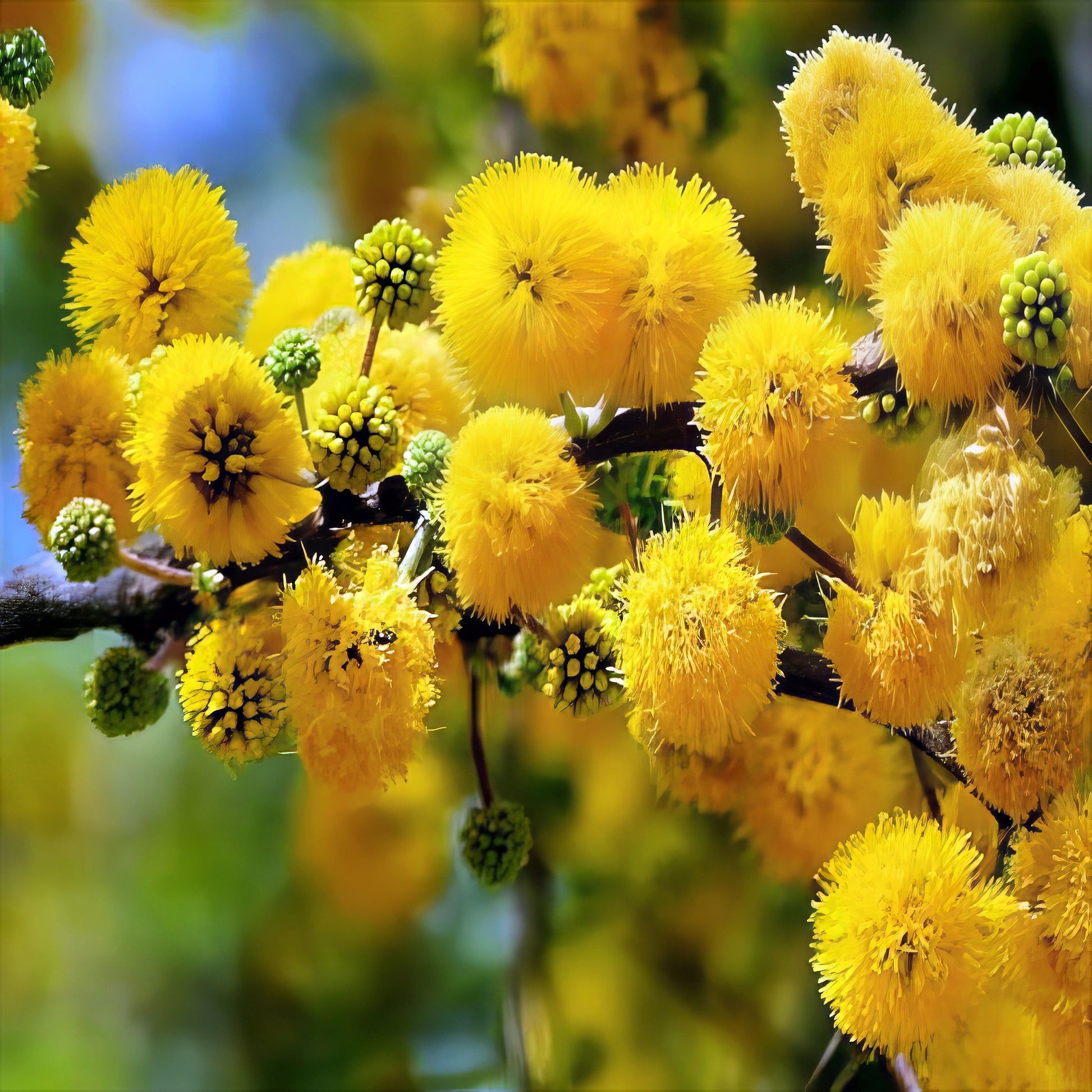 Close-up of yellow Wattle flowers on a Sweet Acacia tree branch with a blurred green and blue background