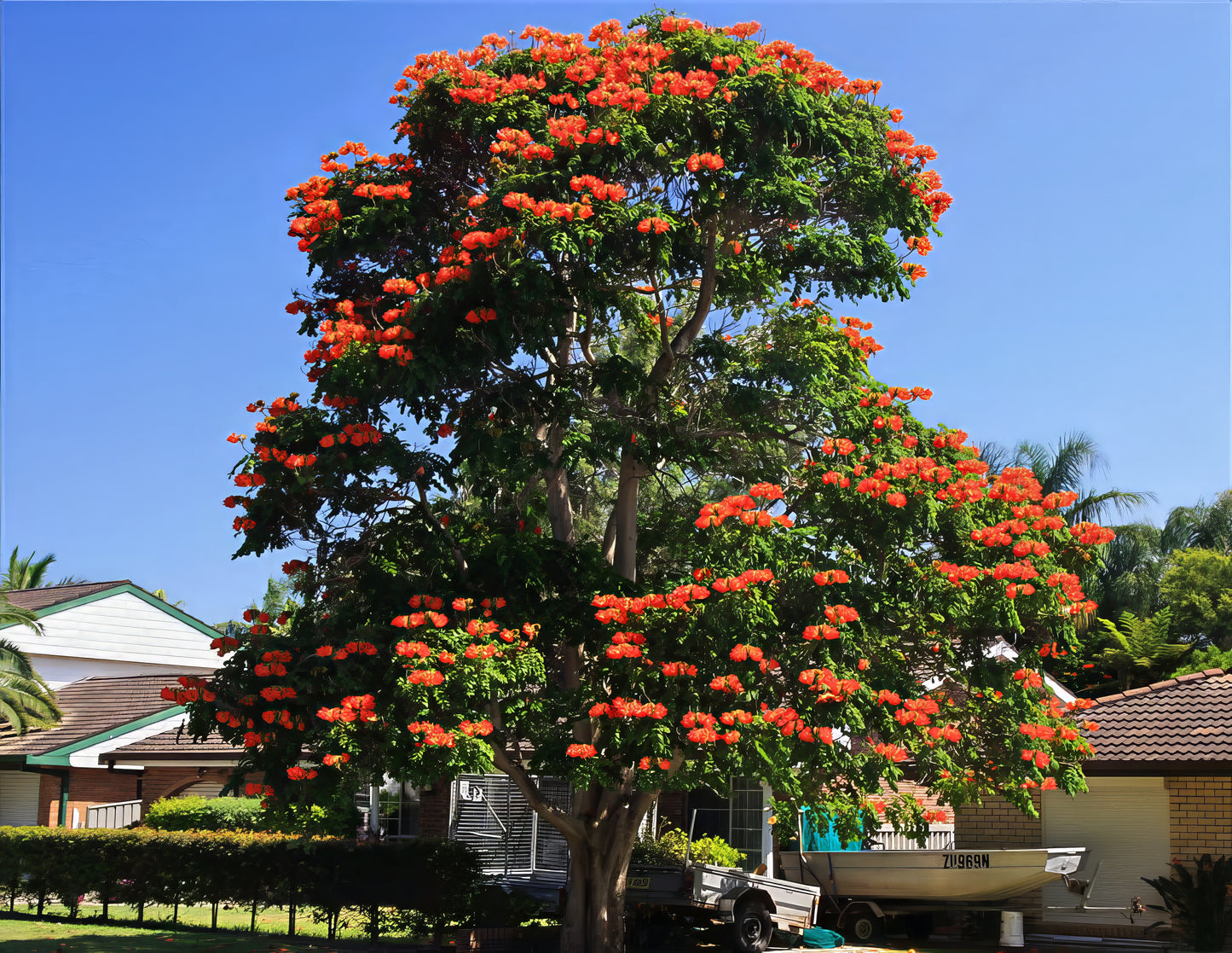 Large African Tulip Tree with bright orange flowers in a residential area. (Spathodea campanulata)