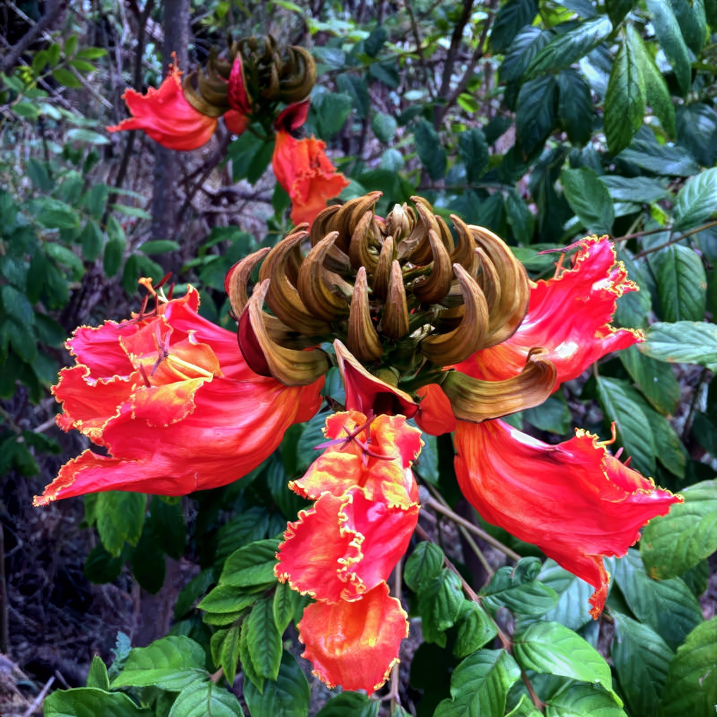 Close-up of vibrant red and yellow African tulip tree flowers with green leaves in the background