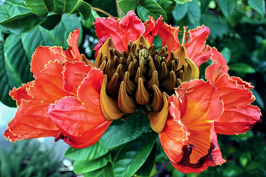 Close-up of a vibrant red African Tulip tree flower with a unique central structure against a green leafy background. (Spathodea campanulata)