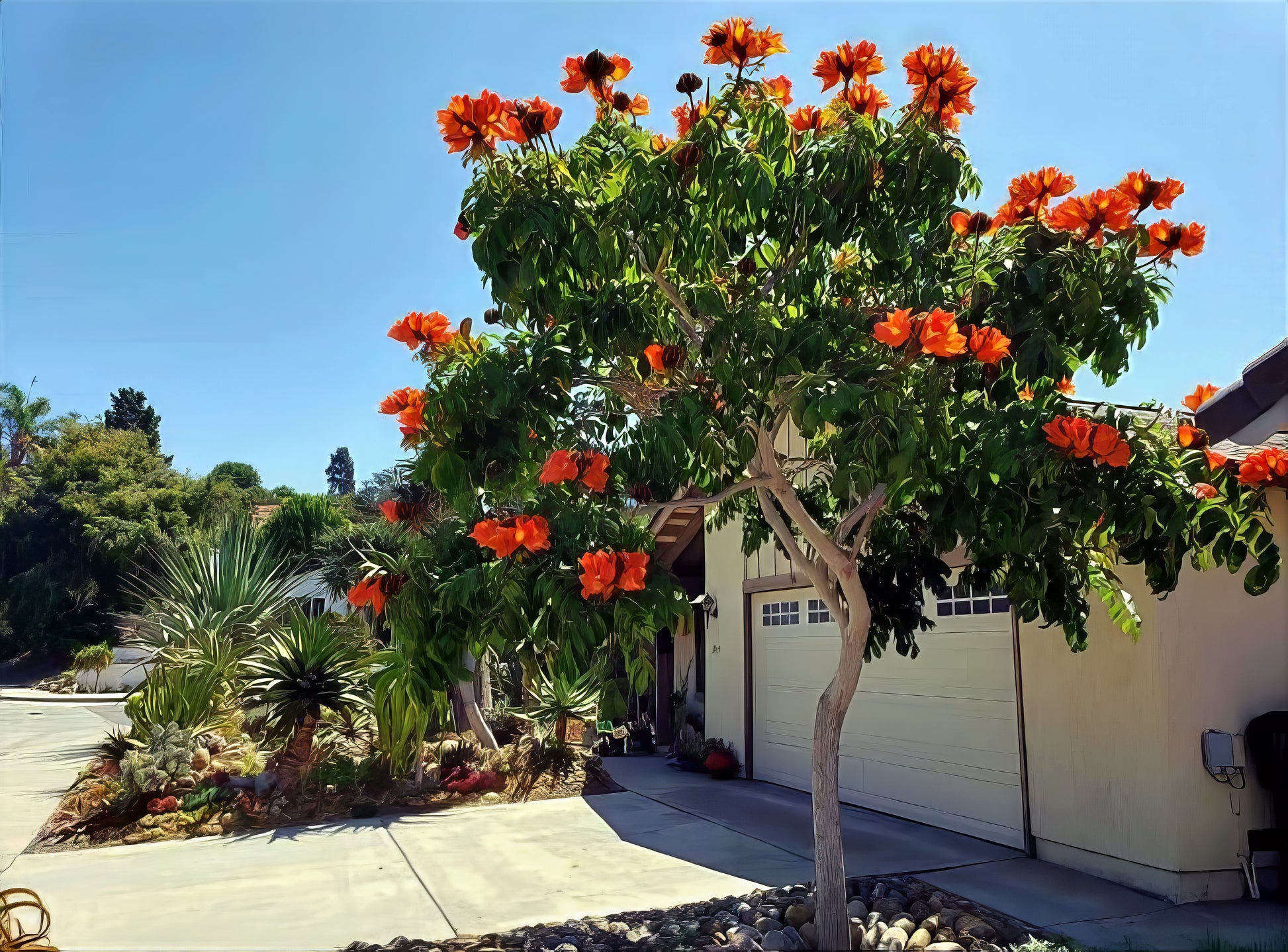 African Tulip tree with orange flowers in a residential area