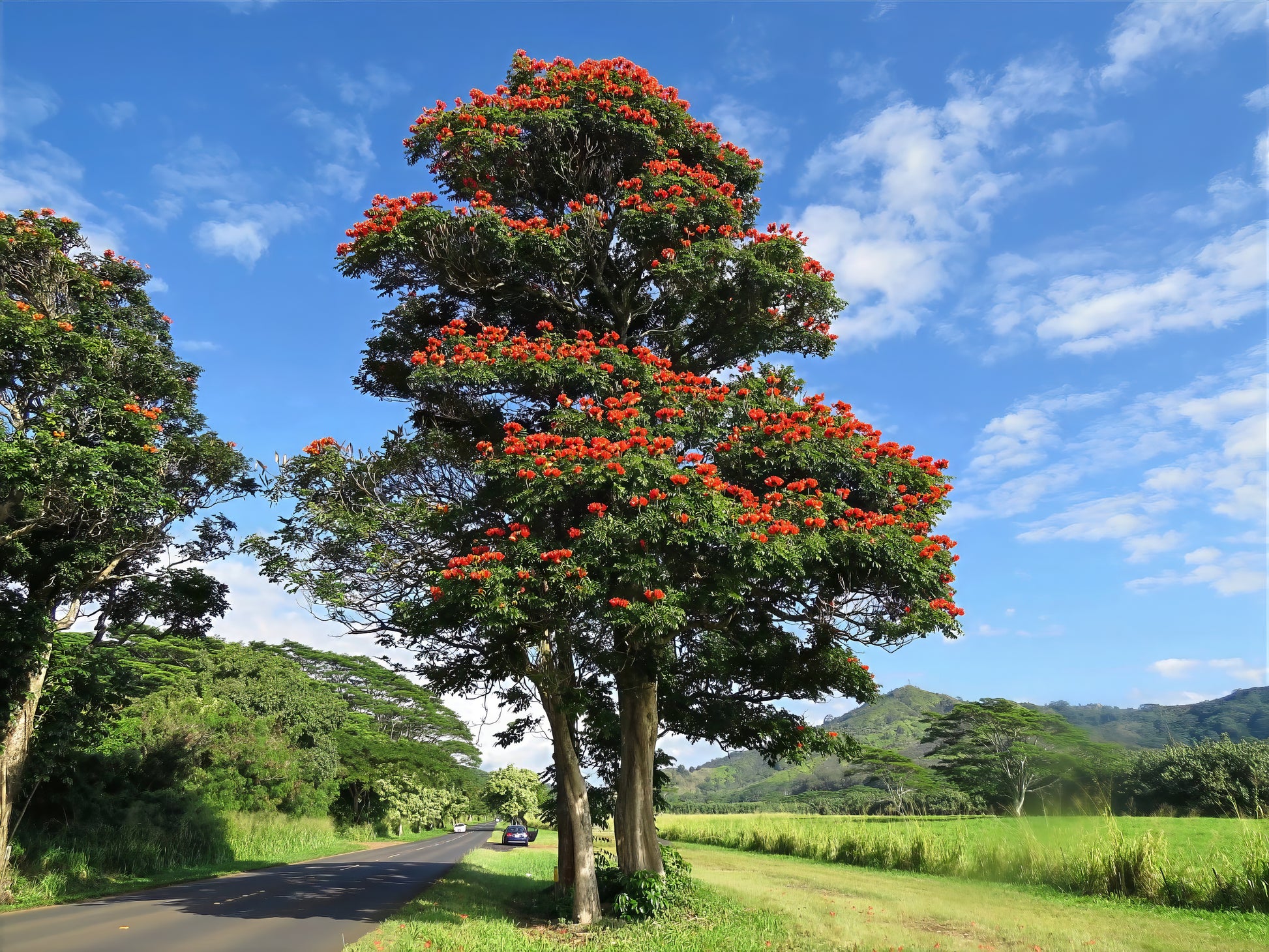 Large African Tulip Tree with red flowers on a road with a scenic background