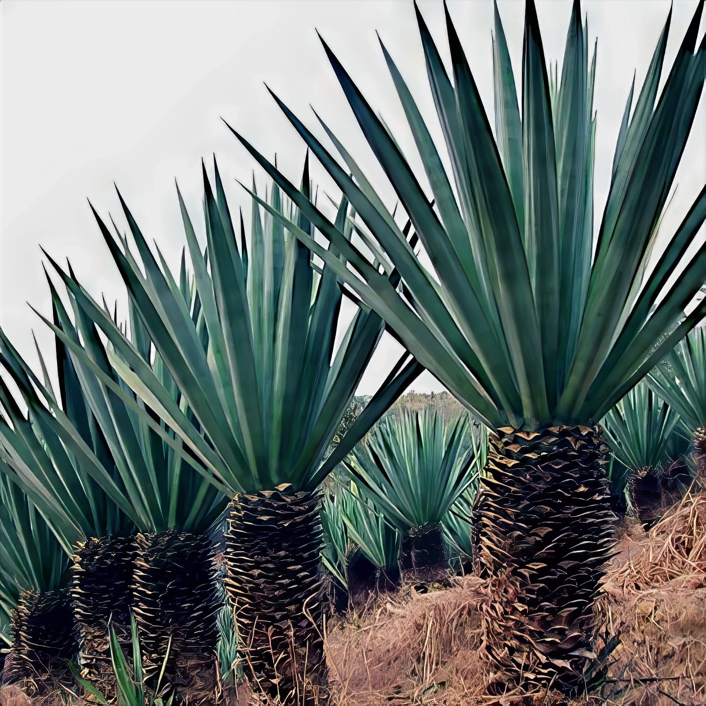 Row of agave plants with spiky leaves on a plain background