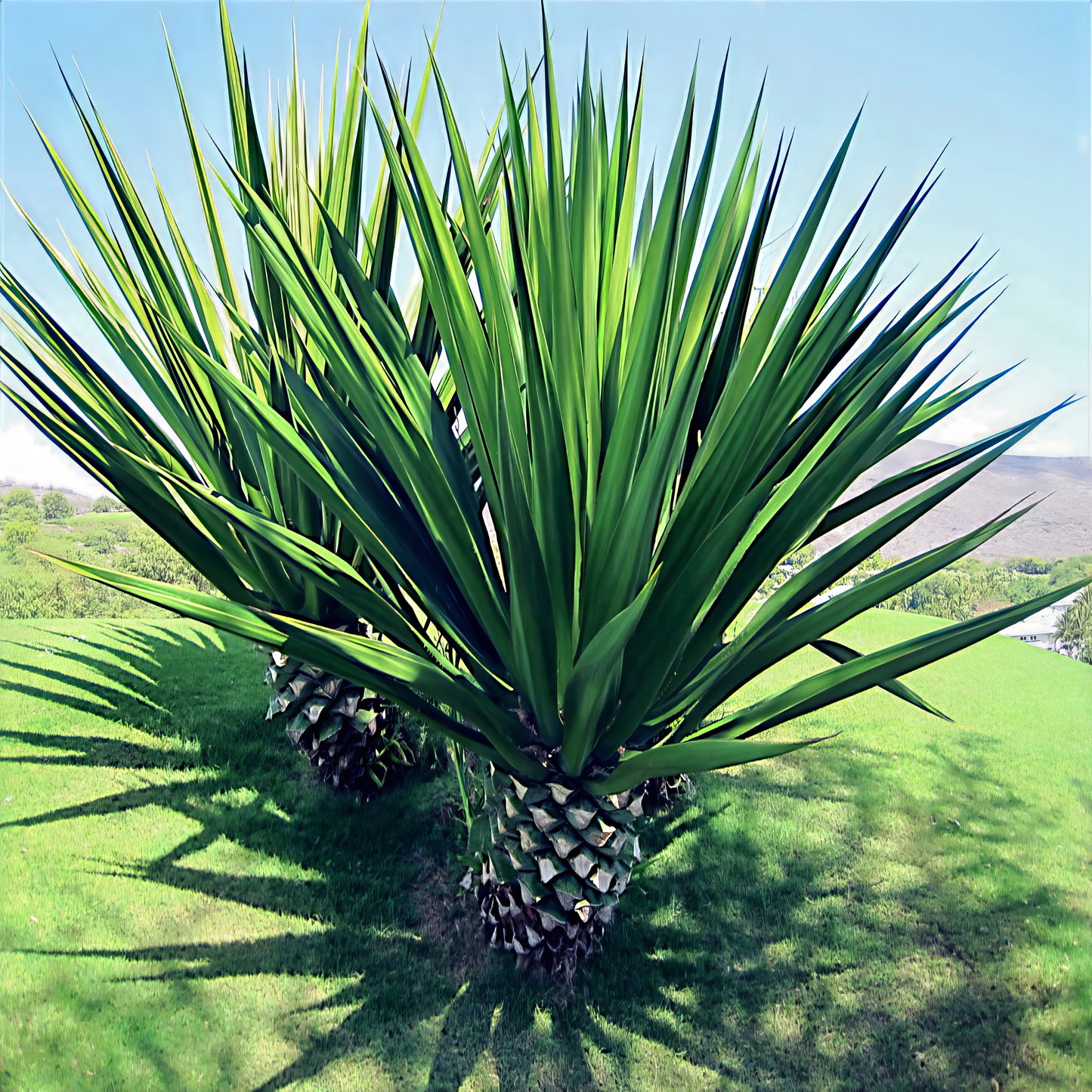 Agave sisalana sisal plant with green leaves on a grassy background