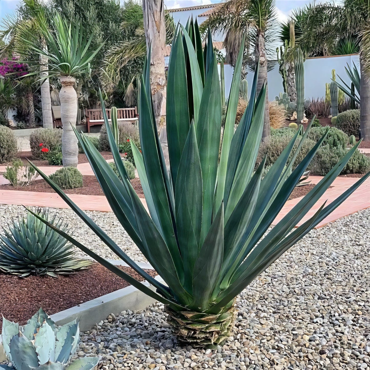 Large sisal Agave sisalana succulent plant in a garden setting with other plants and a building in the background