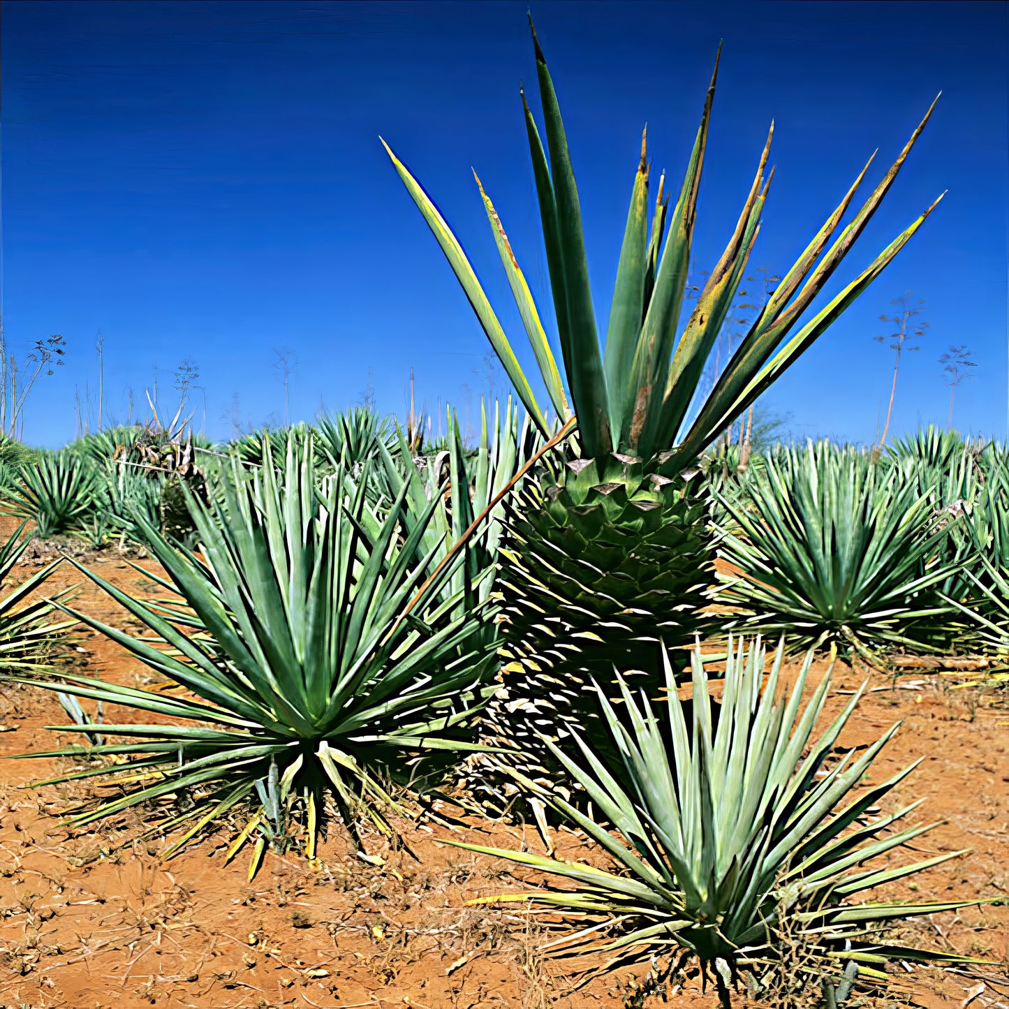 Agave sisalana plants growing in a field with a clear blue sky.