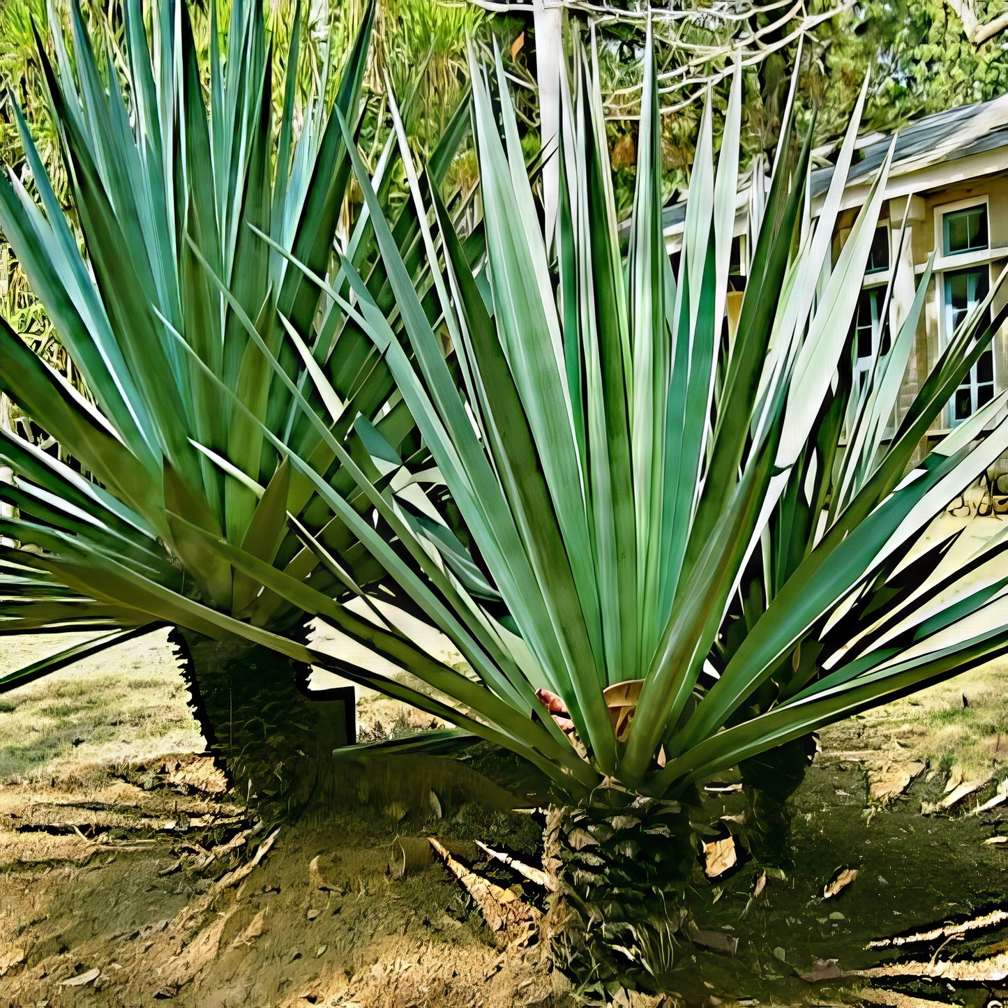 Sisal (Agave sisalana) plant with large green leaves in a garden setting