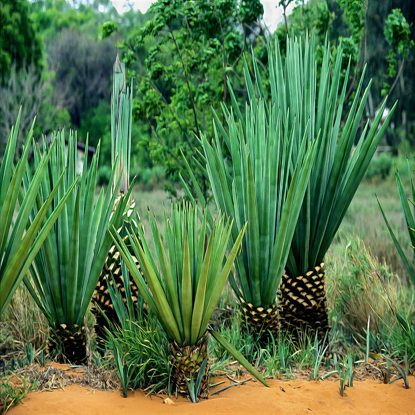 Agave sisalana growing in a natural setting with green foliage in the background