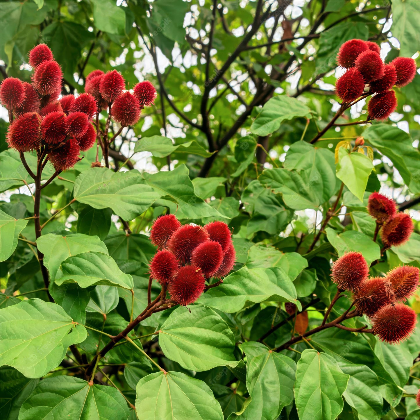 Red pod clusters on an Annatto Lipstick tree with green leaves. (Bixa orellana)