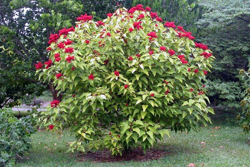 Annatto Lipstick tree with red flowers and green leaves in a garden setting