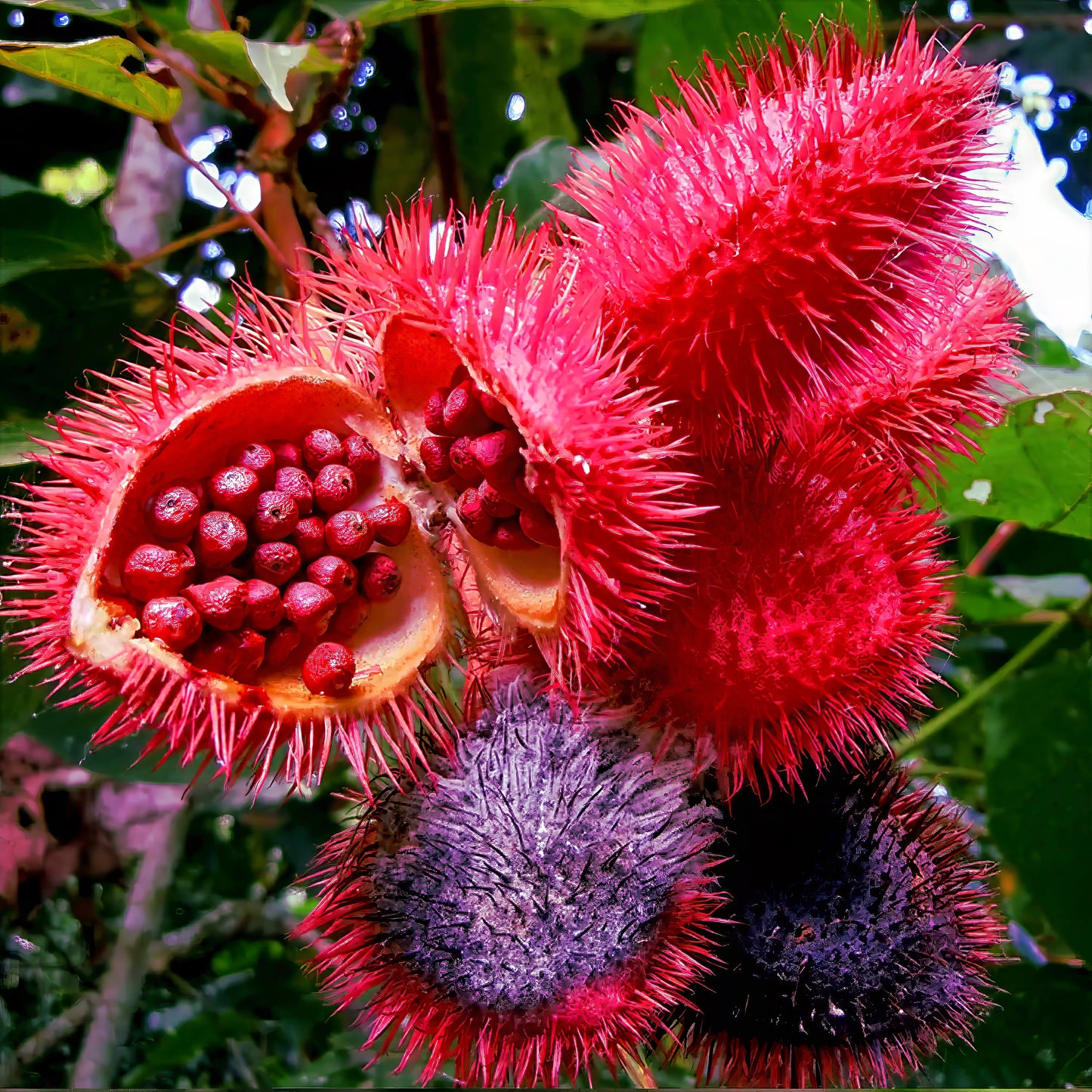 Close-up of spiky red and purple Annatto lipstick tree pods with green leaves in the background. (Bixa orellana)