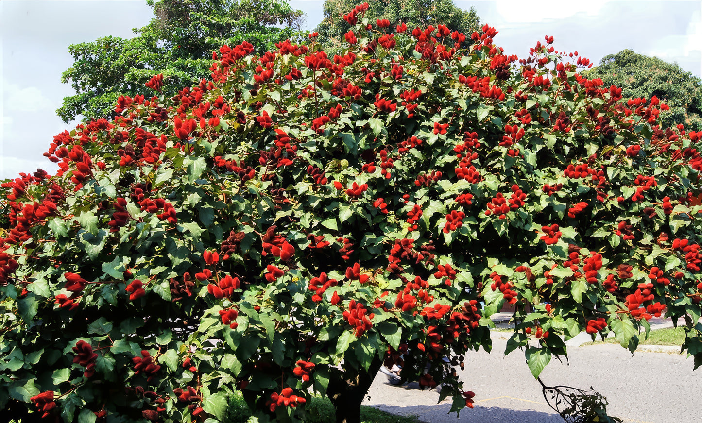 Annatto Lipstick Tree with red flowers and green leaves in a park setting