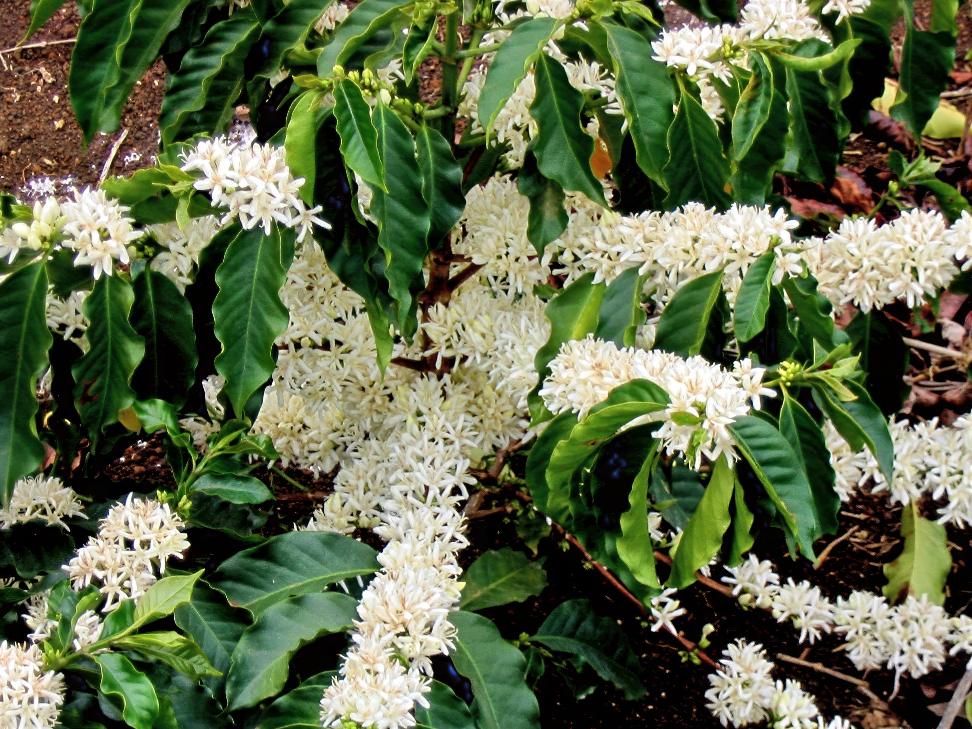 Coffee plant with white flowers and green leaves in a field