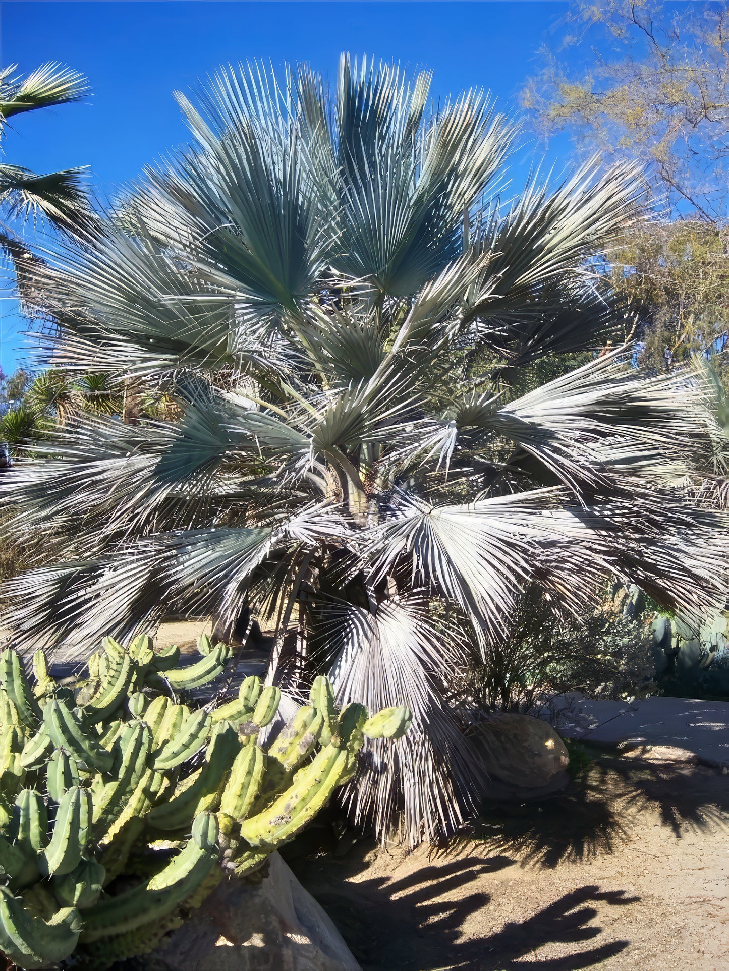 Blue fan palm behind cactus in landscape setting with blue sky background. 