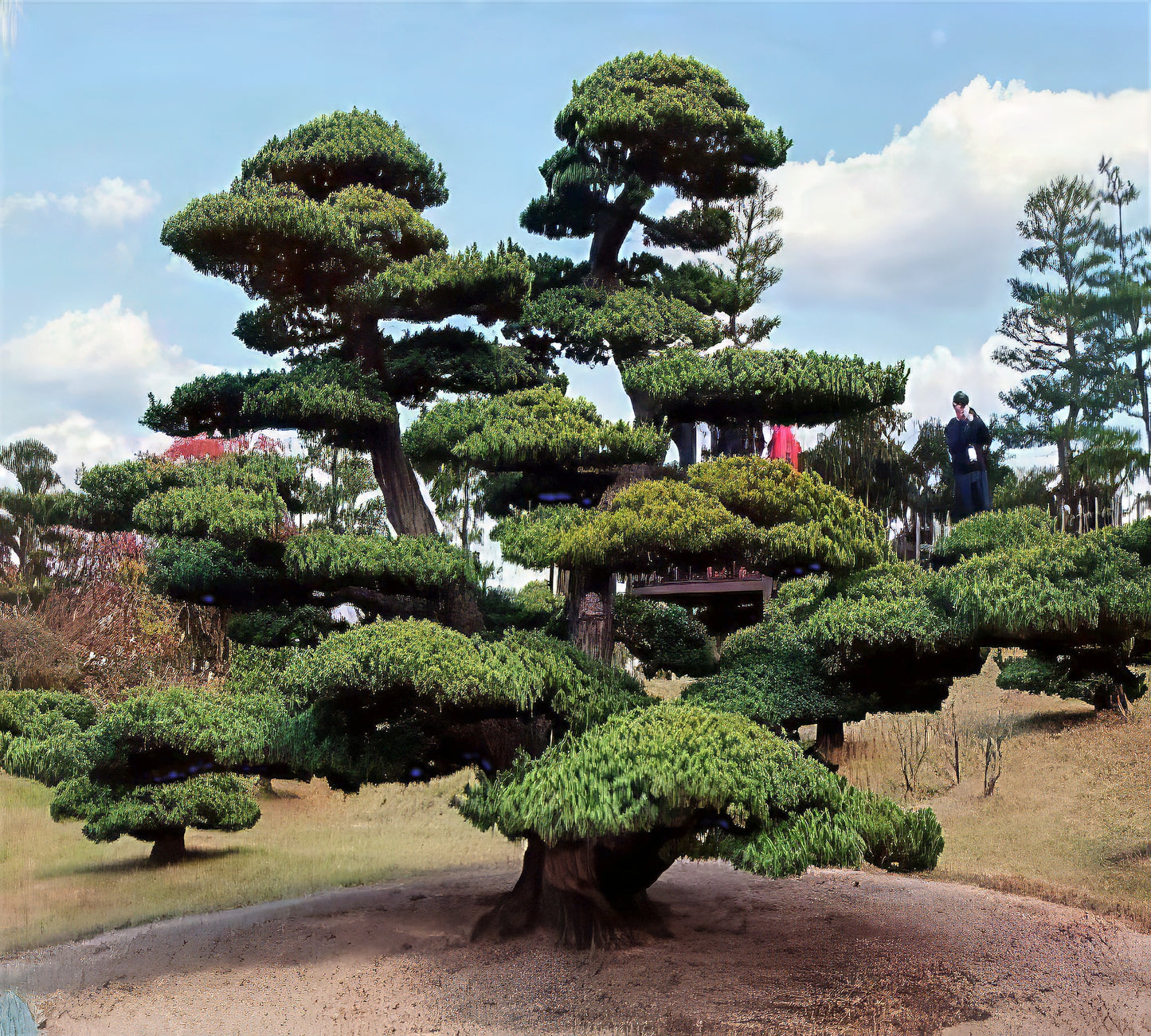 Large coniferous Japanese Black Pine tree with a unique, layered canopy in a park setting. (Pinus thunbergii)