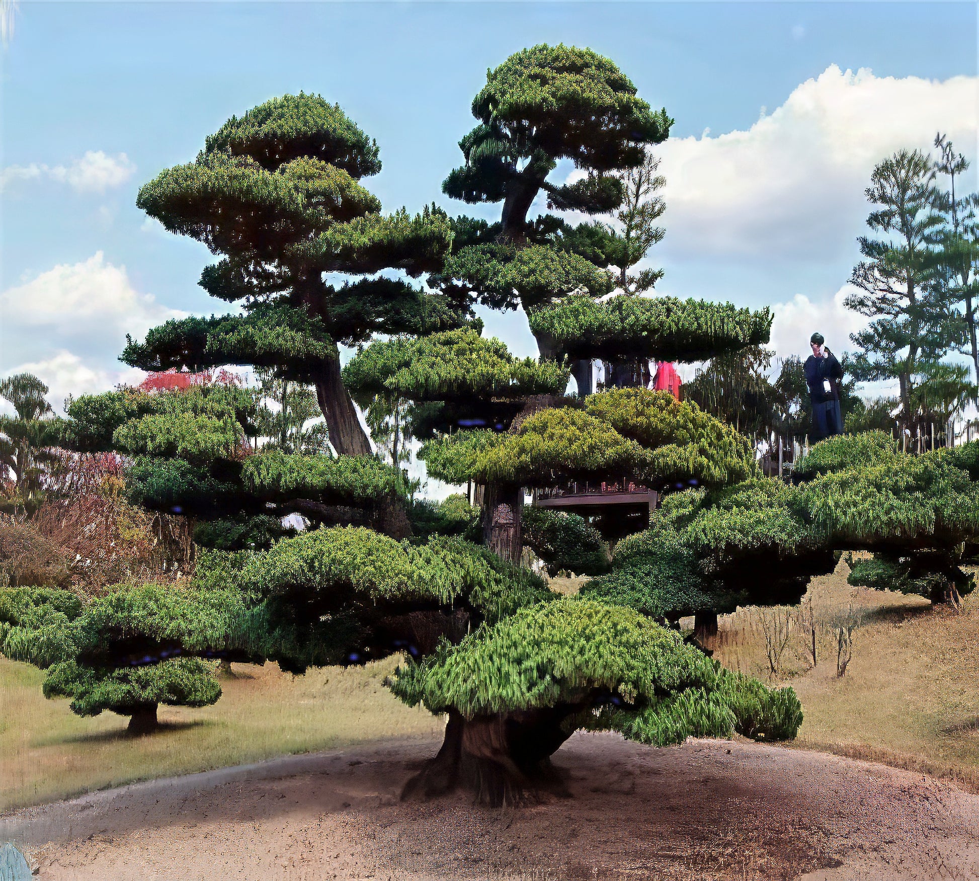 Large coniferous Japanese Black Pine tree with a unique, layered canopy in a park setting. (Pinus thunbergii)