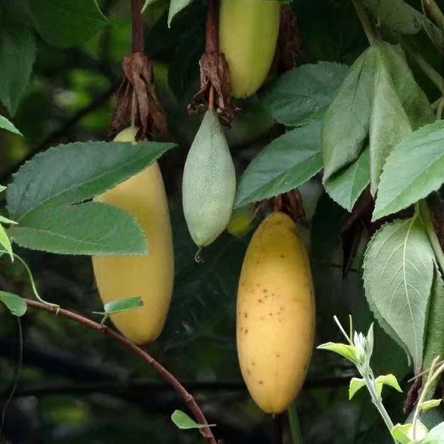 Yellow Banana passion fruits hanging from passionfruit vine with green leaves background. 