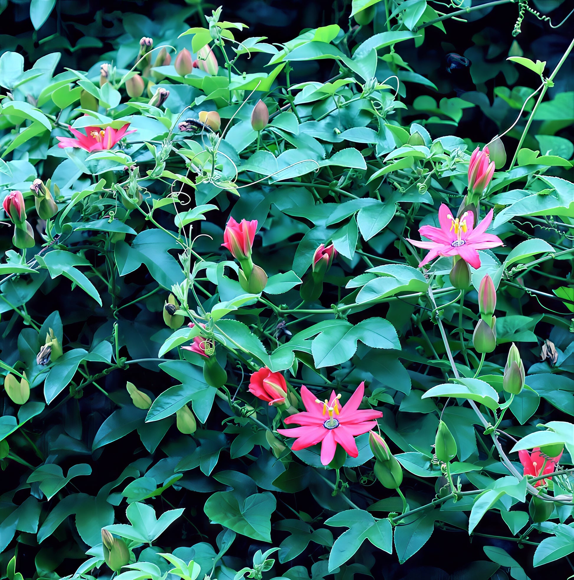 Banana passionfruit vine with pink flowers and green leaf background. (Passiflora mollissima)