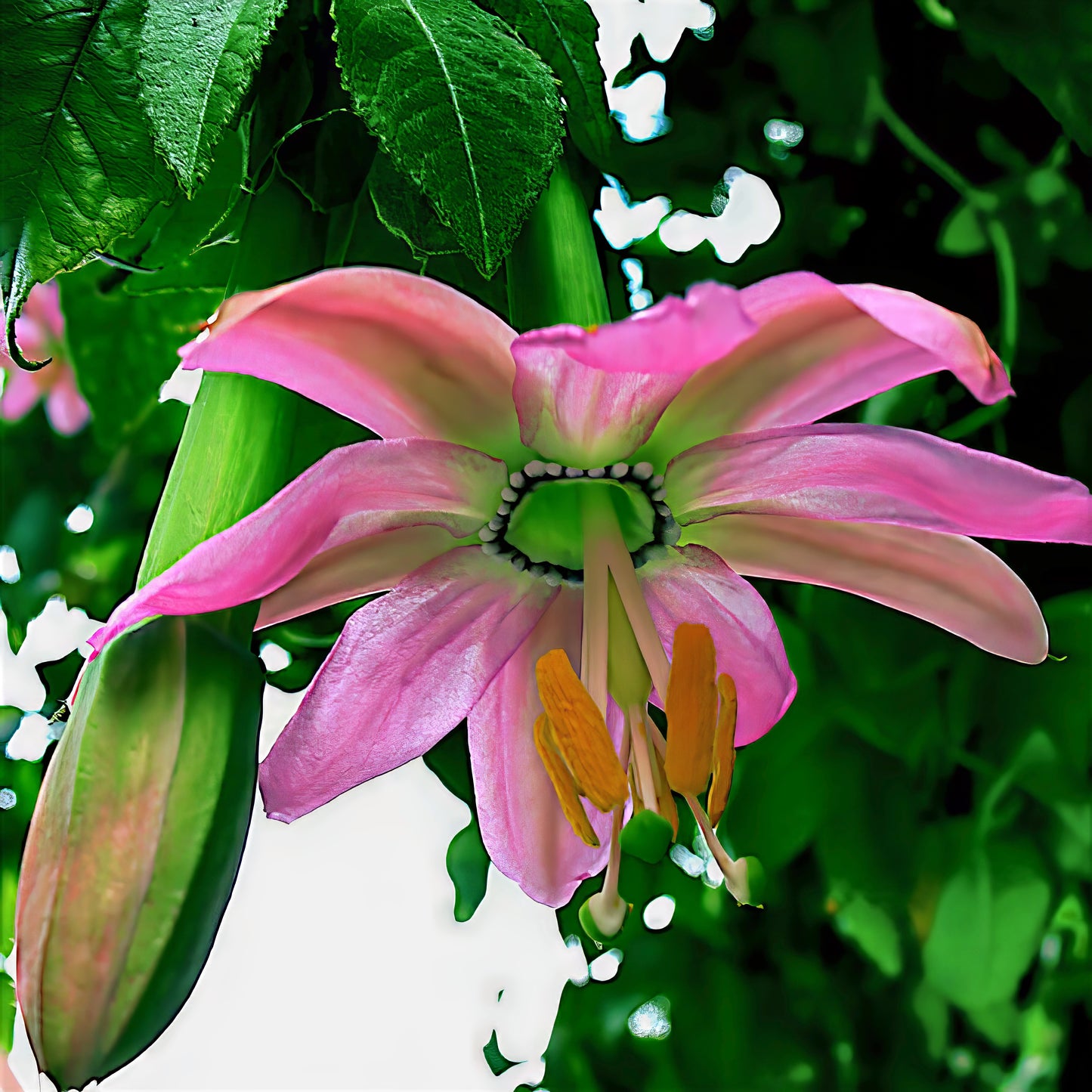 Large pink banana passionfruit flower with green leaves background. (Passiflora mollissima)