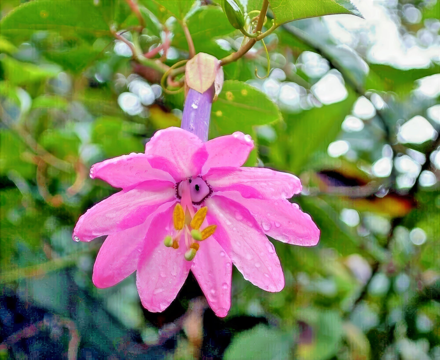 Pink banana passionfruit flower hanging from vine with green leaves background.
