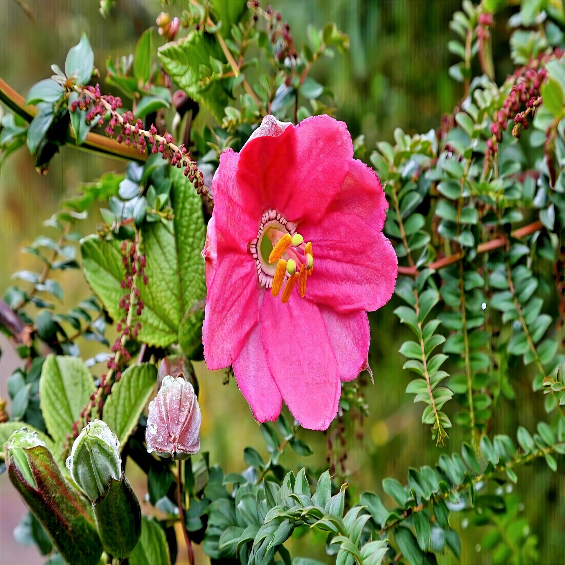 Large pink flower on banana passionfruit vine with green leaves background.