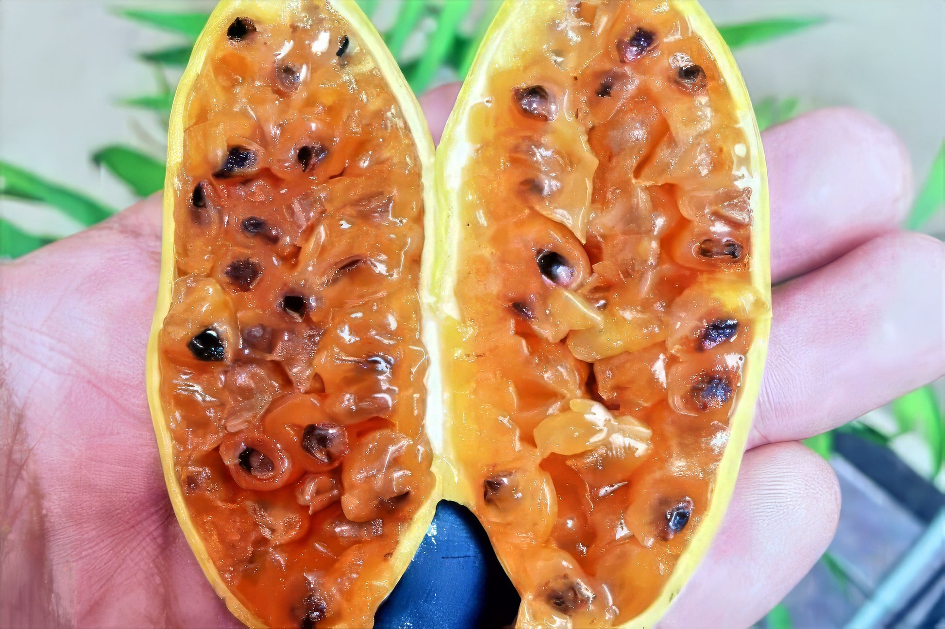 Split view of yellow banana passionfruit being held in hand. (Passiflora mollissima)