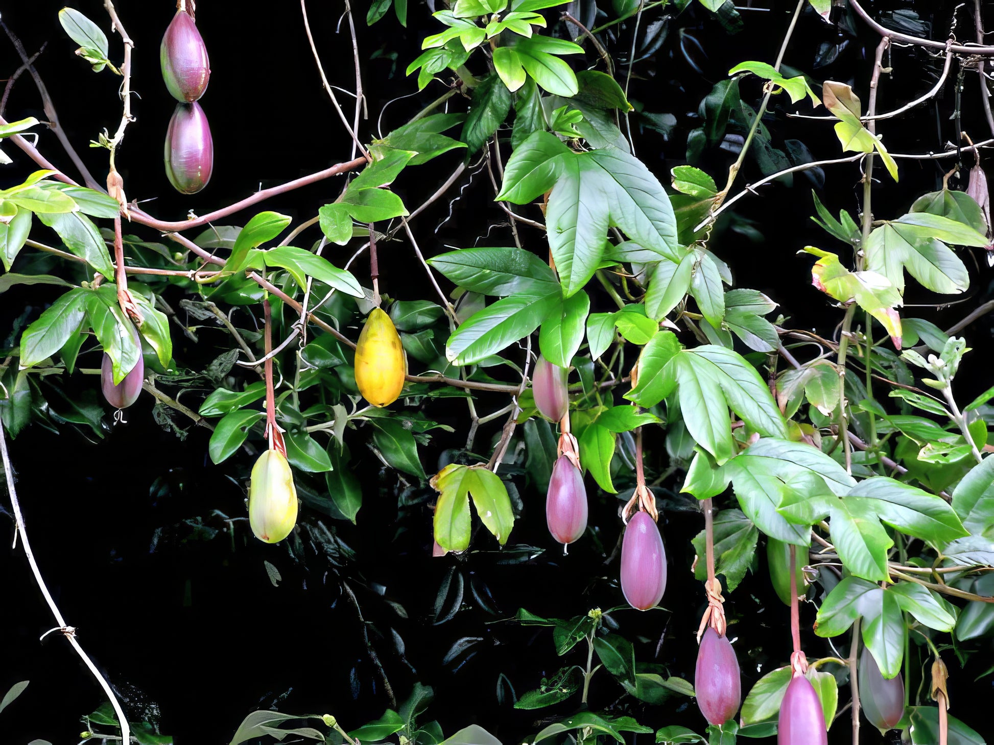 Purple and yellow Banana passion fruits hanging from vine with leaves and dark background. (Passiflora mollissima)