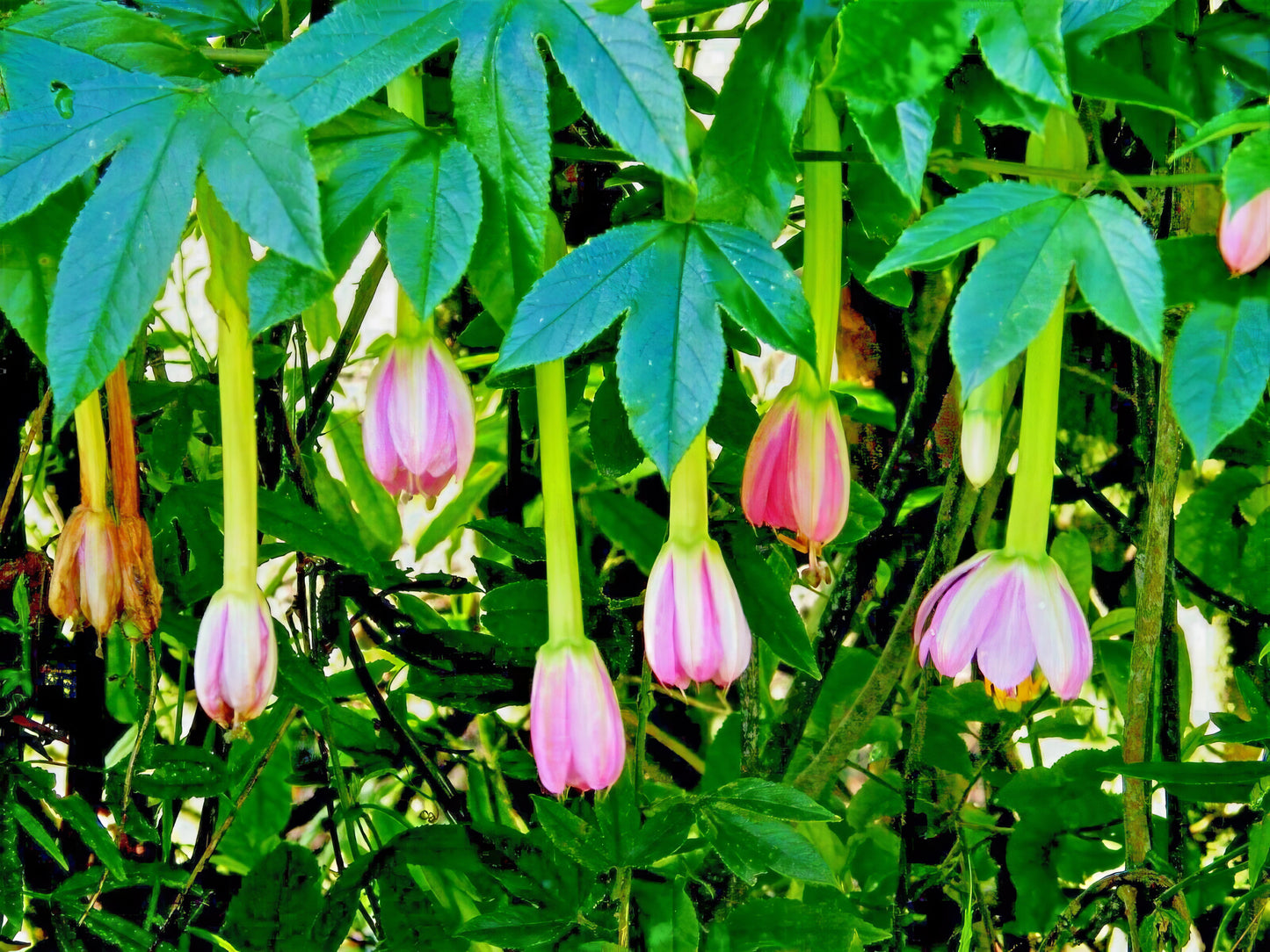 Pink Banana passionfruit flowers hanging from passionfruit vine with green leaves. (Passiflora mollissima)