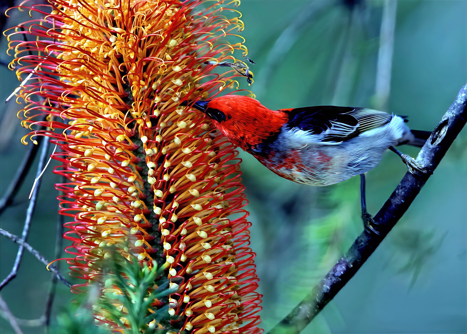 Bird perched on a branch next to a vibrant orange Banksia flower