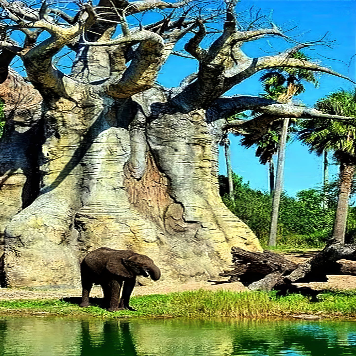 Elephant standing at water hole in front of large Baobab tree with palm trees in background.